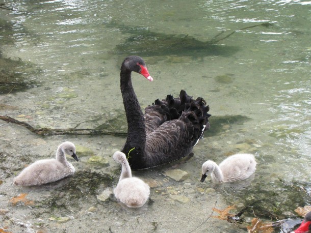 Black Swans in Rotorua New Zealand Cygnus atratus 