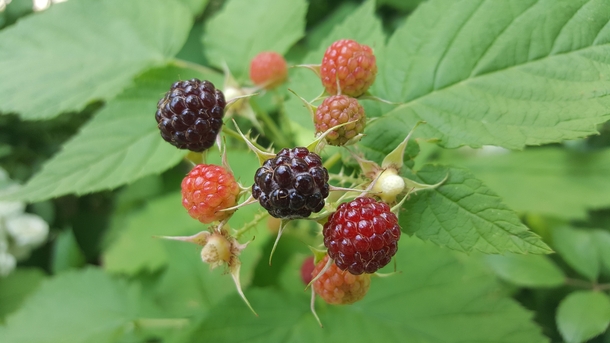 Blackberry Rubus Ursinus season has begun 