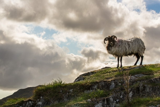 Blackface Sheep County Galway Ireland 