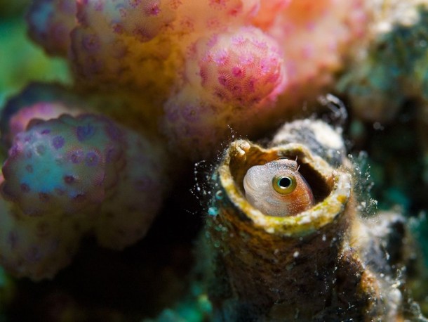 Blenny Red Sea 