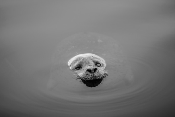 Blind Harbor Seal 