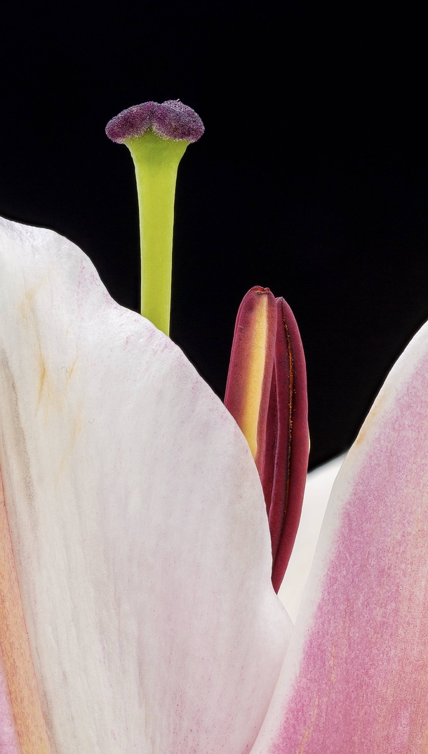 Blooming anatomy Stargazer Lily