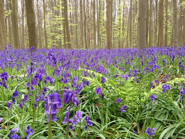 Blooming bluebell Hyacinthoides non-scripta in Hallerbos Halle Belgium 