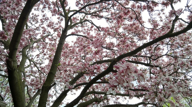 Blooming Magnolia tree covering the grey sky Detroit Michigan 