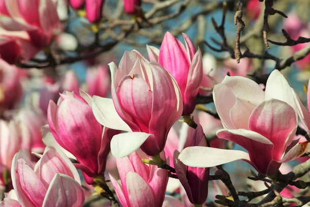 Blooming Magnolia Tree in Early Spring 