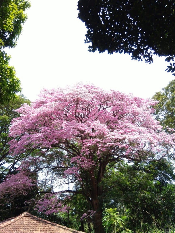 Blooming season - University of Peradeniya Tabebuia rosea also called pink poui