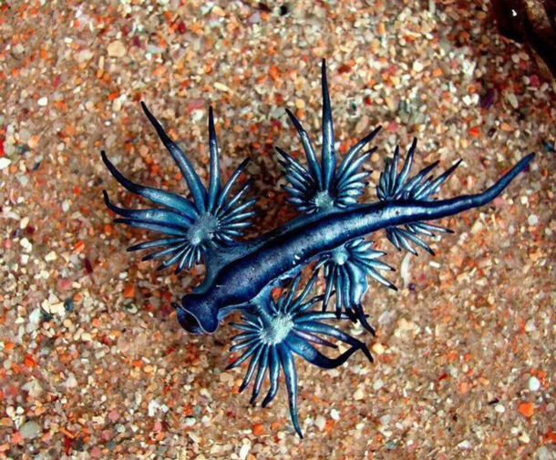 Blue dragon sea slug
