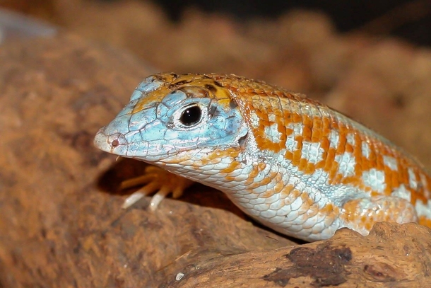 Blue-faced lizard anyone  Not so many species display such amazing colors the Peters keeled cordylid Tracheloptychus petersi is endemic to South-West Madagascar and threatened by habitat loss