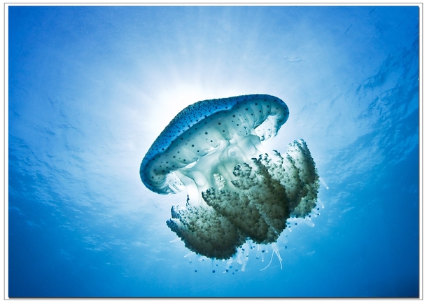 Blue jellyfish Western Australia  photo by Ian Barcham