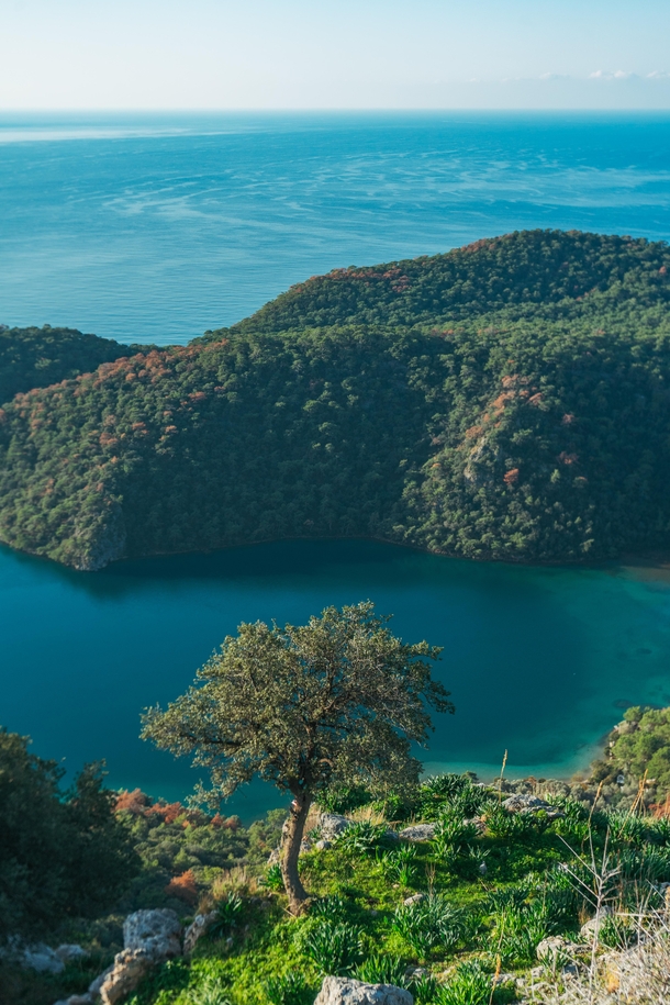 Blue lagoons and olive trees in Oludeniz Turkey 