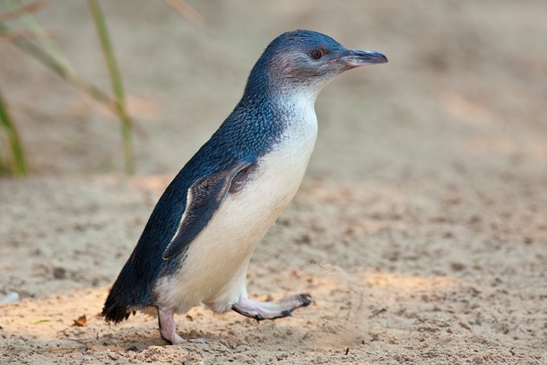 Blue Penguin out for a stroll Eudyptula minor 