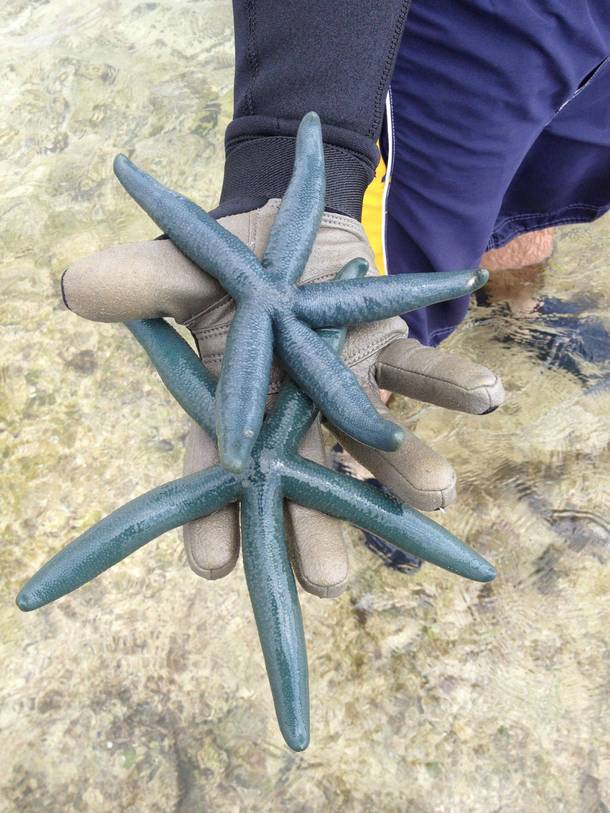 Blue starfish on the reef in Okinawa Japan 