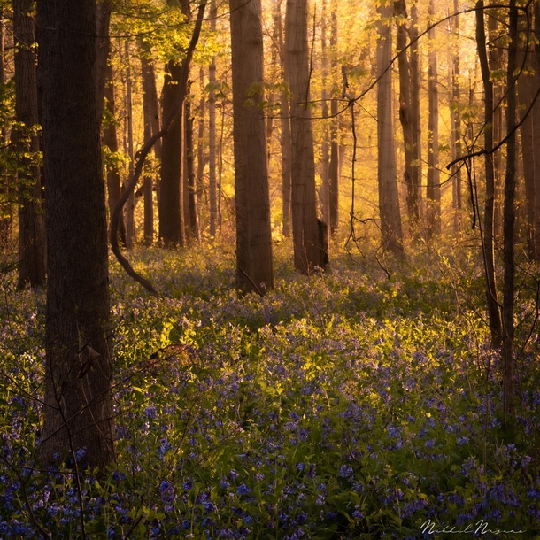 Bluebells covering the forest bed New York