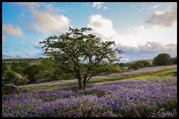 Bluebells in the spring Dartmoor national Park UK  rSpringporn