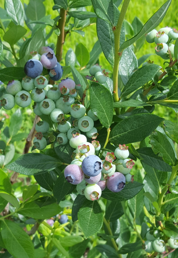 Blueberries getting ready to pop AlbanyNY 