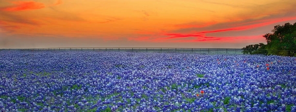 Bluebonnet Season in Texas 