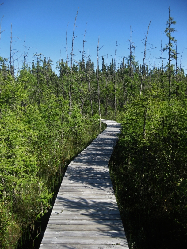 Boardwalk built over the muskeg bog on a hike in Waskesiu Saskatchewan 