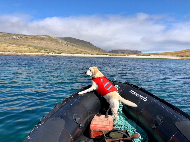 Boson rides shotgun in the Zodiac West Point Island Falklands