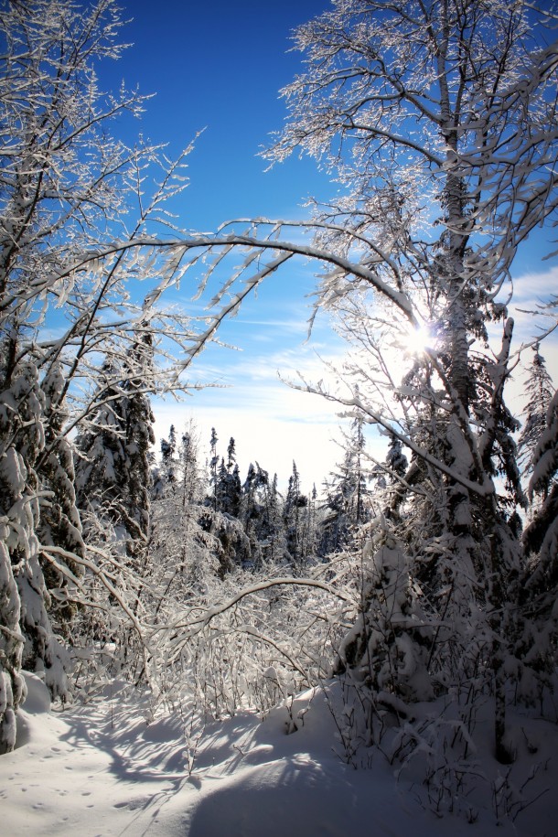 Bright blue sky and snow-covered trees 