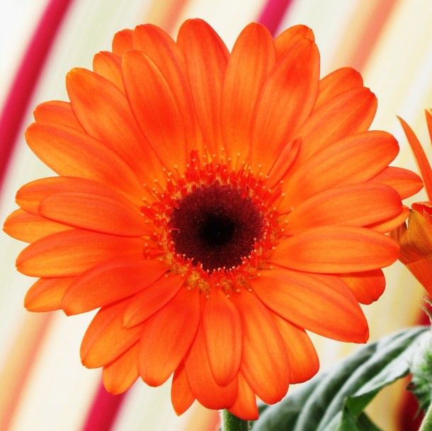 Bright Orange Gerbera Daisy 