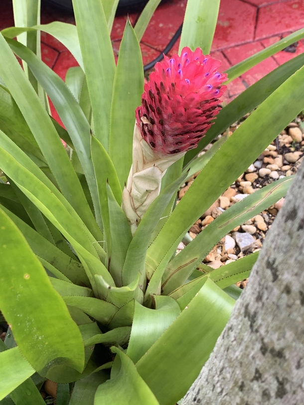 Bromeliad Quesnelia testudo with it bright pink tortoise head striking against its green leaves 