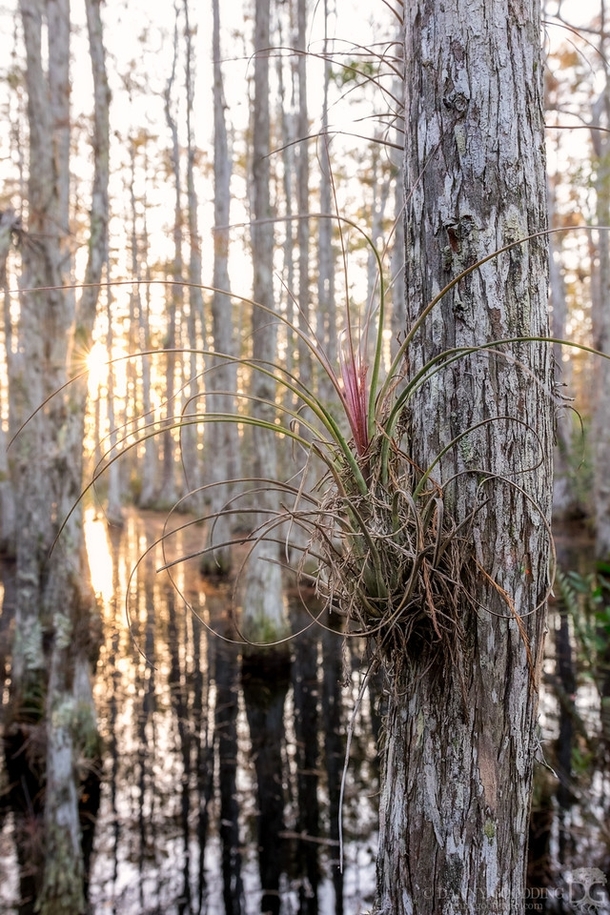 Bromeliad Tillandsia sp growing on a bald cypress Taxodium distichum in a swamp 