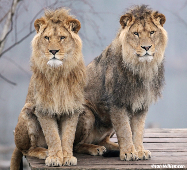 Brothers - Lions Panthera leo 