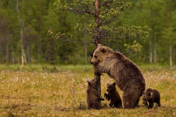 Brown Bear and cubs 