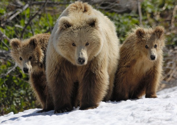 Brown bear mother and her cubs 