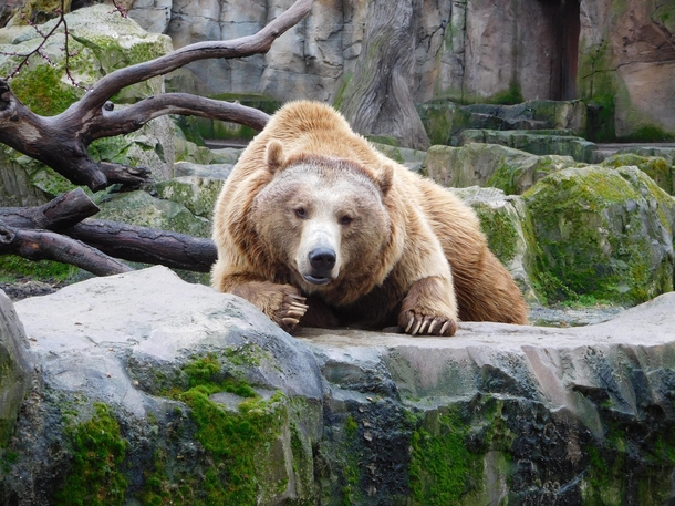 Brown bear stares directly at photographer - Zoo Aquarium de Madrid Spain 