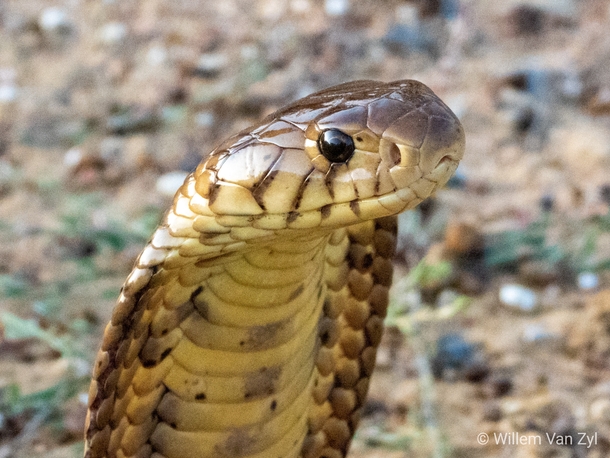 Brown Forest Cobra Naja subfulva from KwaZulu-Natal South Africa Dangerously venomous