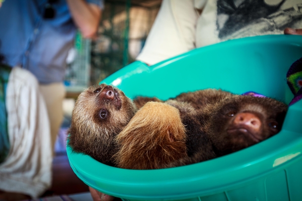 Bucket of Baby Sloths Toucan Rescue Ranch Costa Rica 