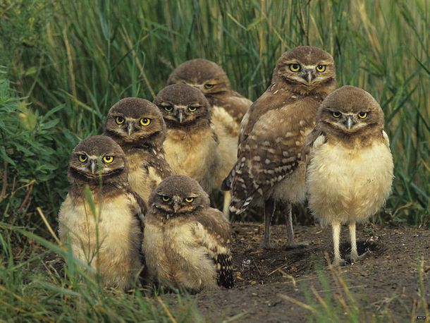 Burrowing Owls in the Sonora Desert 