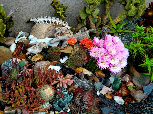 Cacti in Bloom Corona California