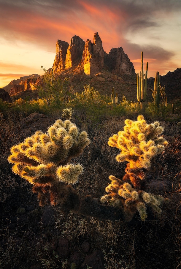 Cactus Jump in Arizona 
