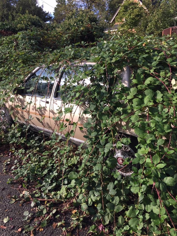 Cadillac cocooned by blackberry brambles