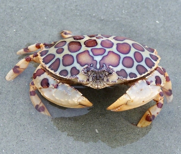 Calico box crab 