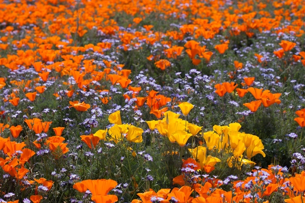 California Poppies and Baby Blue Eyes