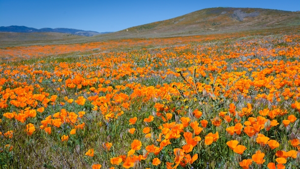 California Poppies are out in full force with the super-bloom Antelope Valley CA