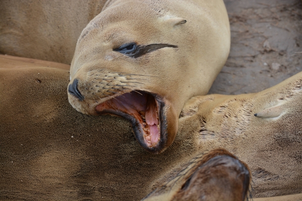 California sea lion Zalophus californianus  Monterey CA