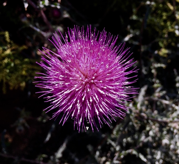 California Thistle Cirsium occidentale var californ on the trail today