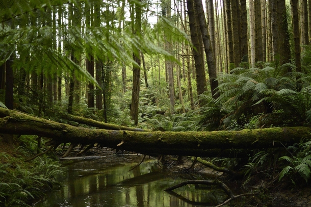 Californian Redwood forest near Melbourne AUS 