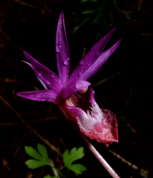 Calypso Orchid Calypso bulbosa 