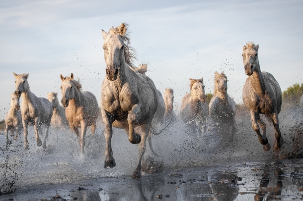 http://photorator.com/photos/images/camargue-horses-photo-by-ruti-alon-27253.jpg