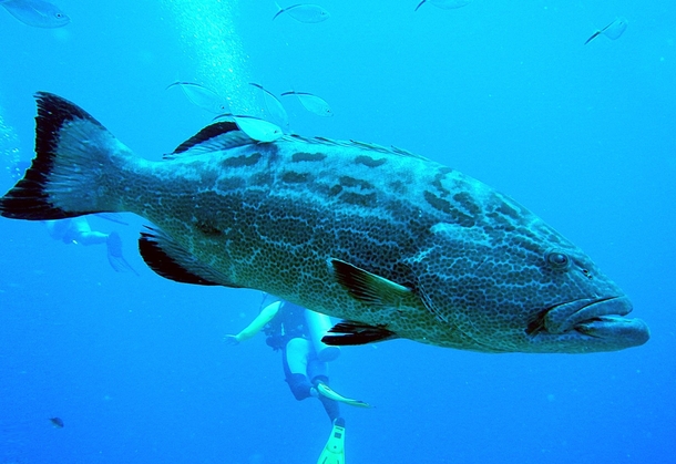 Came eye to eye with a huge grouper in Honduras Better to see in the ocean than on a dinner plate Epinephelinae