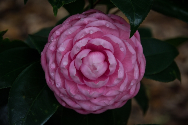 Camellia Japonica bloom 
