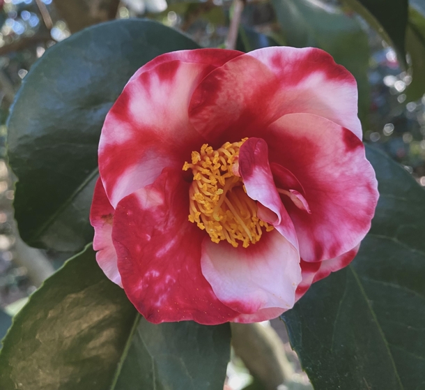 Camellias are blooming like madness at Descanso Gardens This is a J Guillio Nuccio Var Nice variegation on the flower