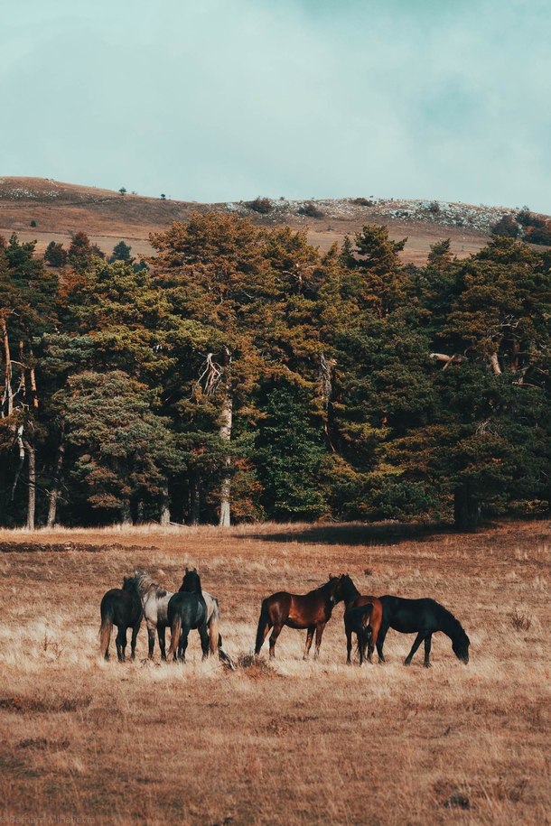 Canadian trees Bosnian wild horses and Bosnian highlands 