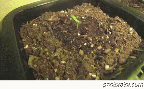 Cannabis Seedling Happy to be Alive 
