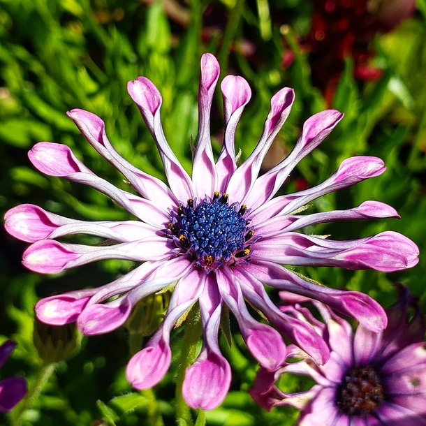 Cape Daisies Native to Southern Africa and the Arabian Peninsula This variety ends in very distinct and peculiar spoon like petals
